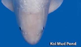 avec l’aimable autorisation de " koimudpond.com"