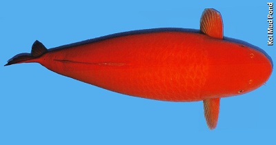 avec l’aimable autorisation de " koimudpond.com"
