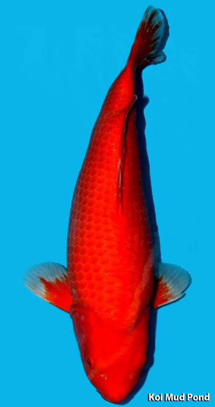 aka