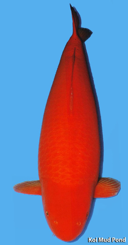 Benigoi classique KOIMUDPOND 3.jpg