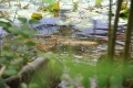 Vignette pour la version du 24 avril 2015 à 20:05
