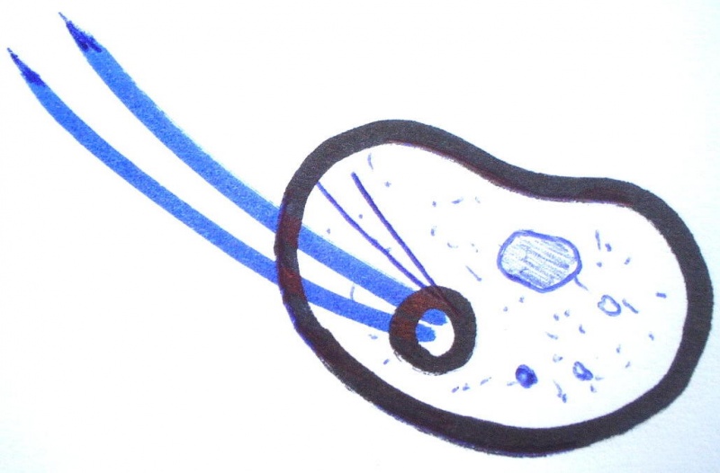Fichier:ML Costia croquis.jpg